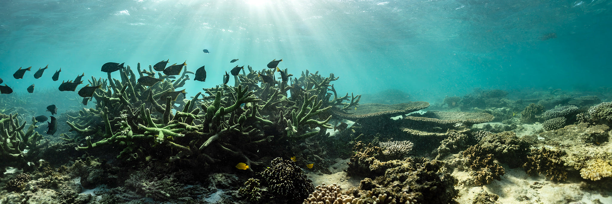 Ningaloo Reef