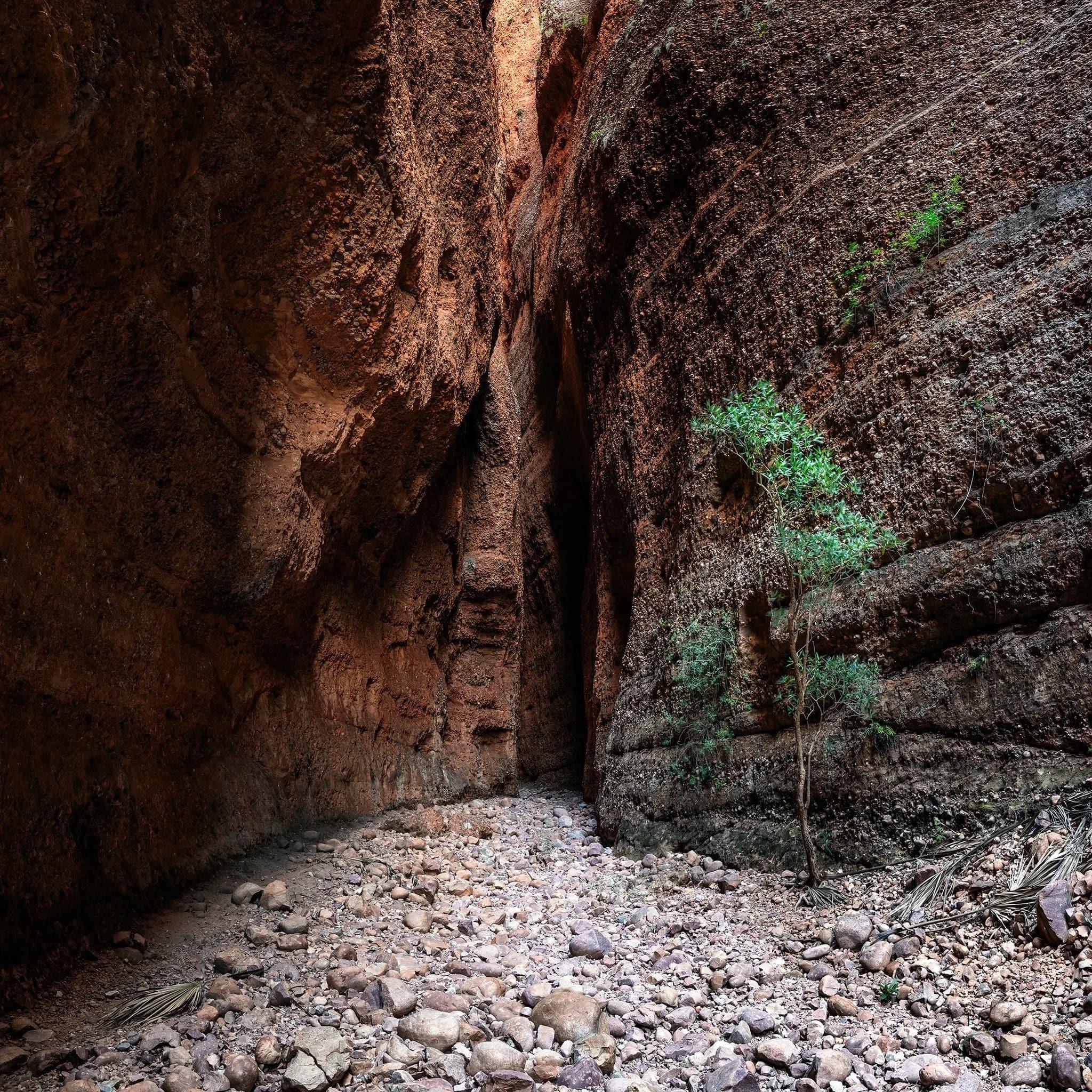 Echidna Square Stitch | echidna-square-stitch | Posters, Prints, & Visual Artwork | Inspiral Photography