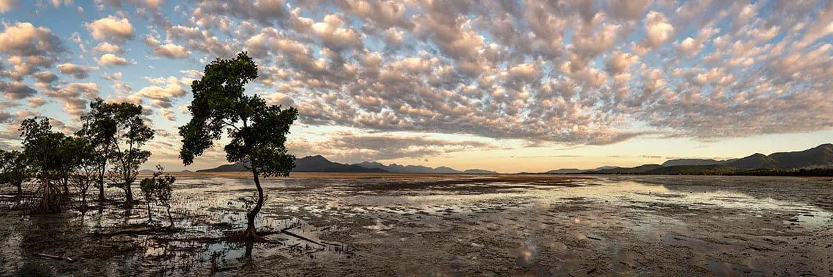 Mangrove SS | mangrove-ss | Posters, Prints, & Visual Artwork | Inspiral Photography