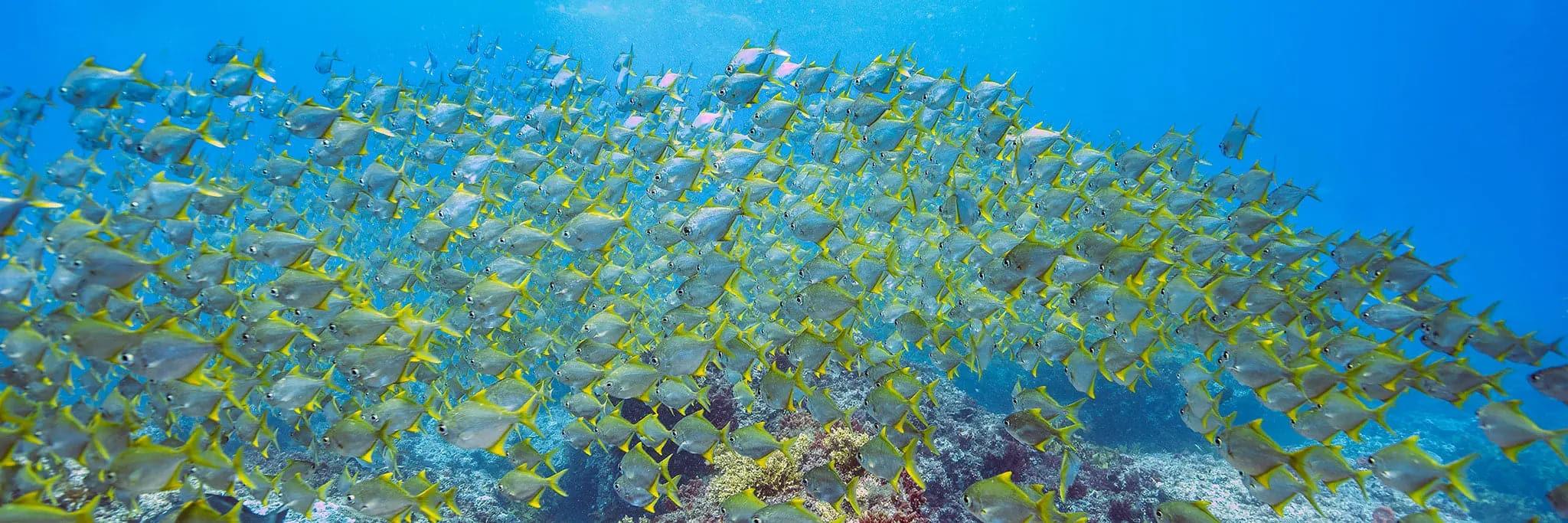 Yellow Fish Pano | yellow-fish-pano-1 | Posters, Prints, & Visual Artwork | Inspiral Photography