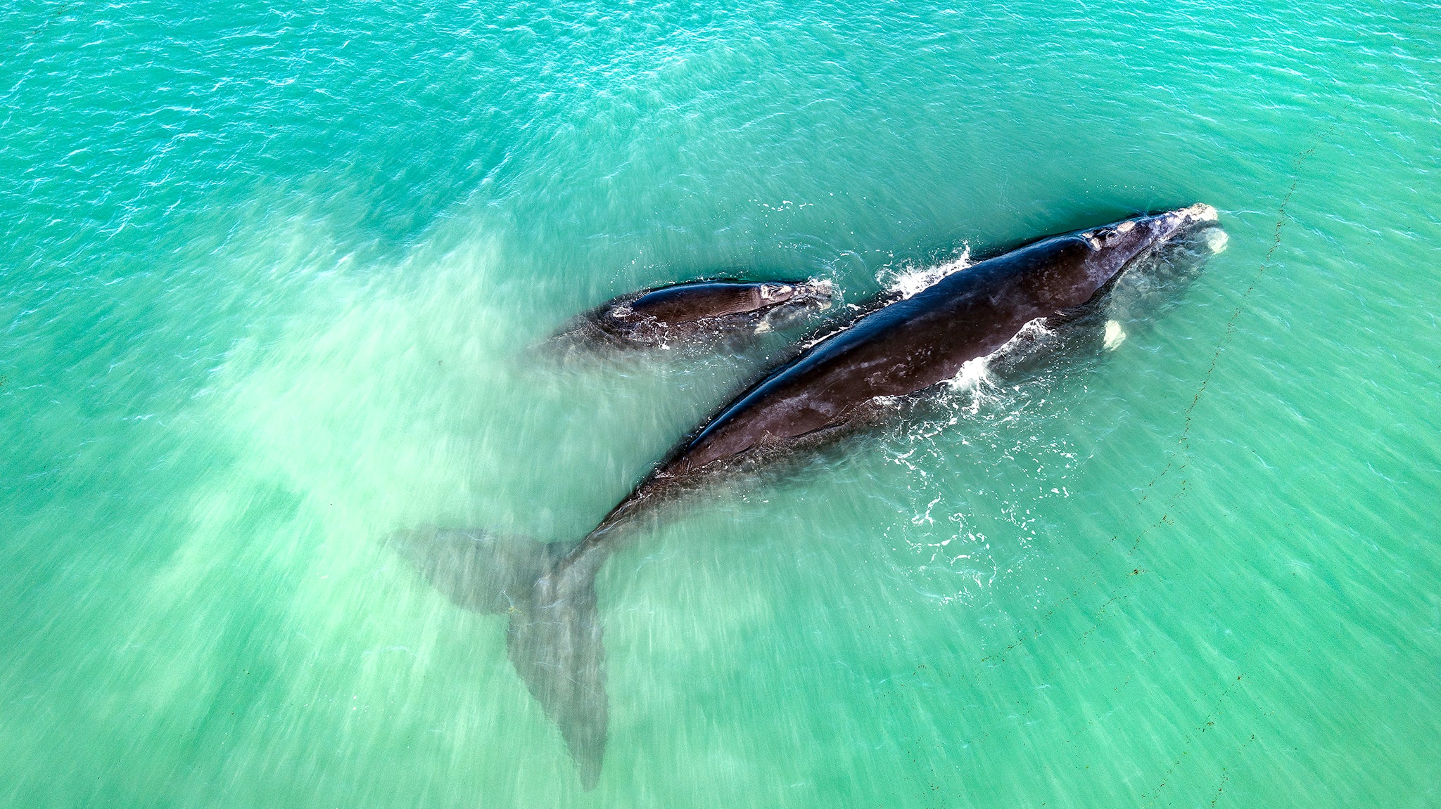 Wild Life Wild Life Inspiral Photography