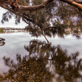 Tree overhang Bicton