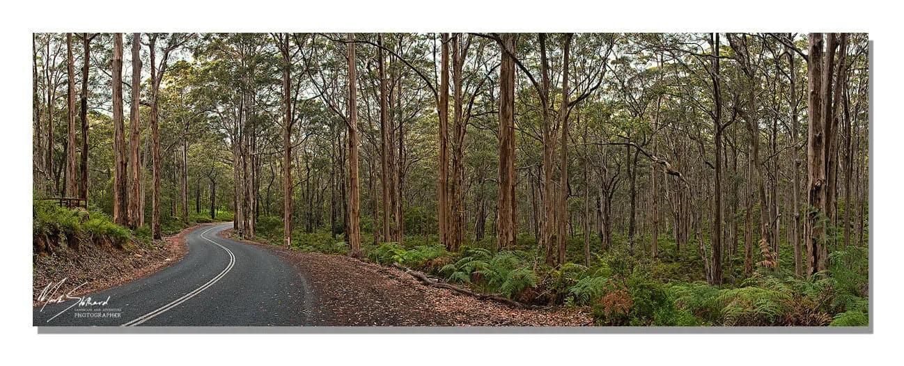 Boranup Forrest Panorama | boranup-forrest-panorama | Posters, Prints, & Visual Artwork | Inspiral Photography