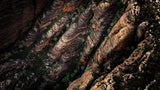 Bungles Apply | bungles-apply | Posters, Prints, & Visual Artwork | Inspiral Photography