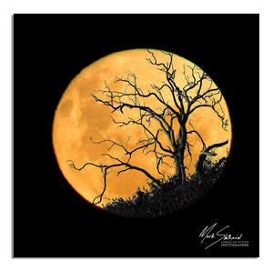 Craggy Tree Full Moon | craggy-tree-full-moon | Posters, Prints, & Visual Artwork | Inspiral Photography