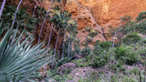 Flowering Palms | flowering-palms | Posters, Prints, & Visual Artwork | Inspiral Photography