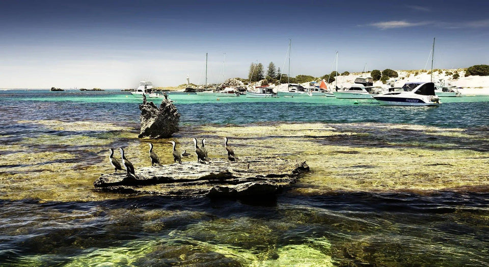 Longreach Shags | longreach-shags | Posters, Prints, & Visual Artwork | Inspiral Photography