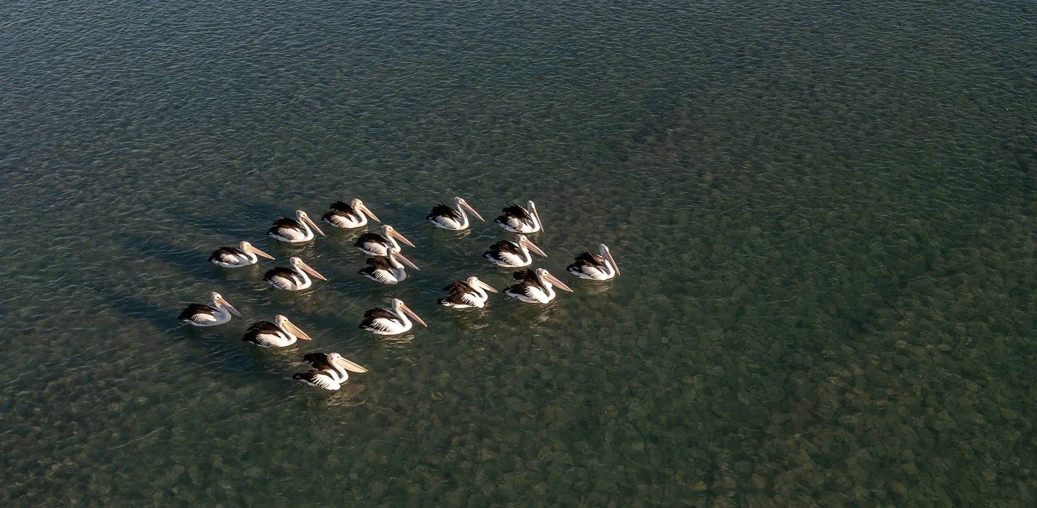 Pelican Group | pelican-group | Posters, Prints, & Visual Artwork | Inspiral Photography