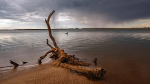 Pelican Log | pelican-log | Posters, Prints, & Visual Artwork | Inspiral Photography