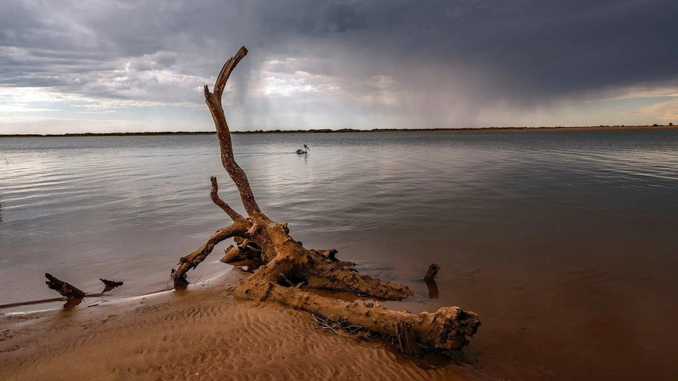 Pelican Log | pelican-log | Posters, Prints, & Visual Artwork | Inspiral Photography