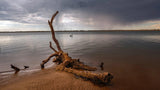 Pelican Log | pelican-log | Posters, Prints, & Visual Artwork | Inspiral Photography