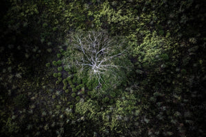 Tree Abstract | tree-abstract | Posters, Prints, & Visual Artwork | Inspiral Photography