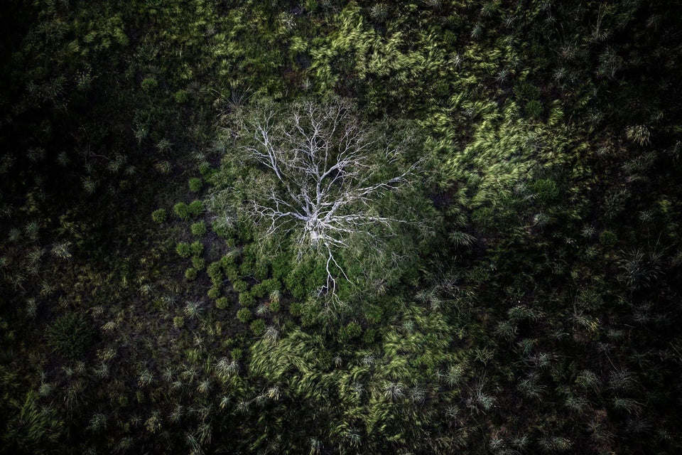 Tree Abstract | tree-abstract | Posters, Prints, & Visual Artwork | Inspiral Photography