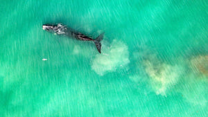 Whale and bird | whale-and-bird | Posters, Prints, & Visual Artwork | Inspiral Photography
