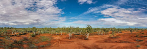 White Gum Creek Bed | white-gum-creek-bed | Posters, Prints, & Visual Artwork | Inspiral Photography