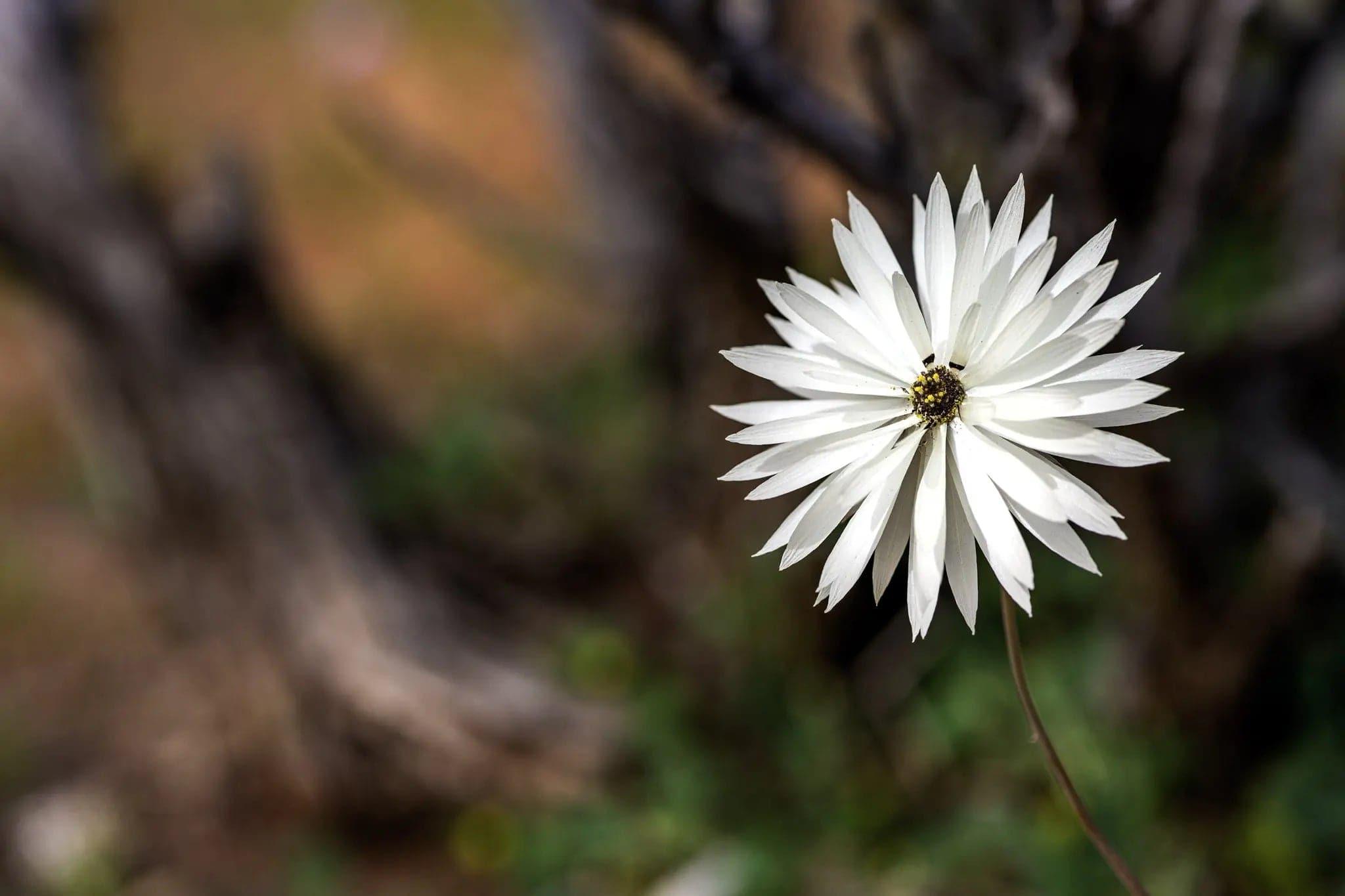 White Perfection | white-perfection | Posters, Prints, & Visual Artwork | Inspiral Photography