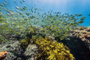 Yellow Bomb | yellow-fish-pano | Posters, Prints, & Visual Artwork | Inspiral Photography
