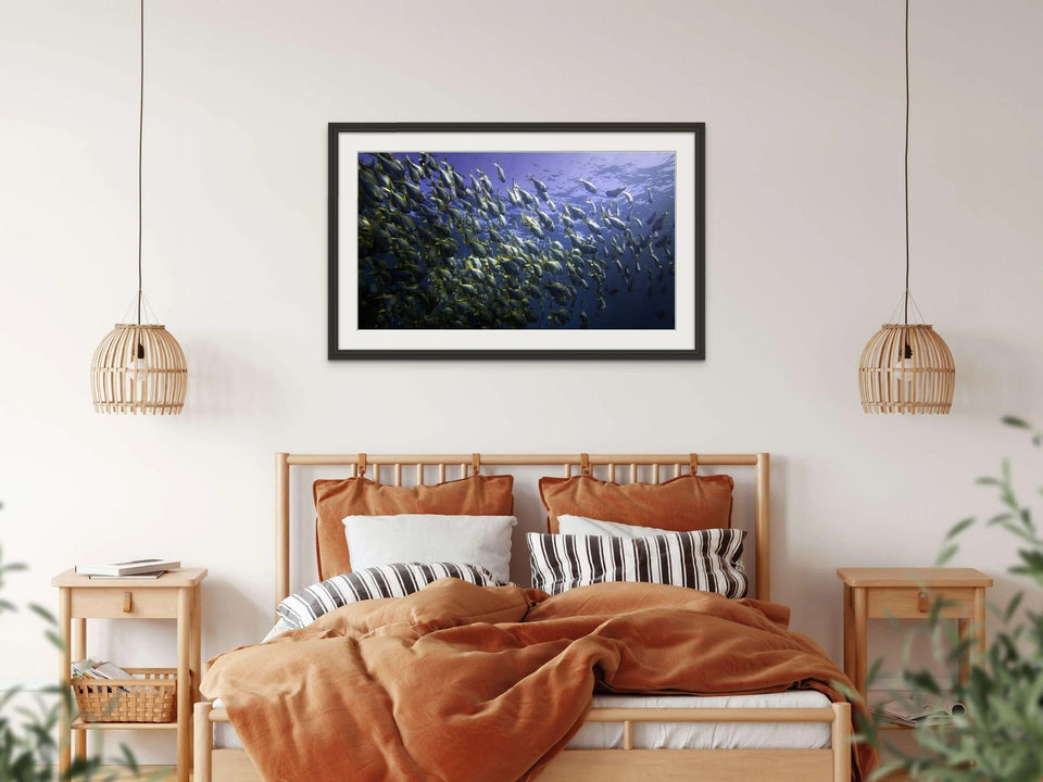 Yellow Tail School | yellow-tail-school | Posters, Prints, & Visual Artwork | Inspiral Photography