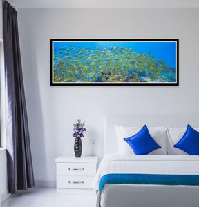 Yellow Fish Pano - Inspiral Photography